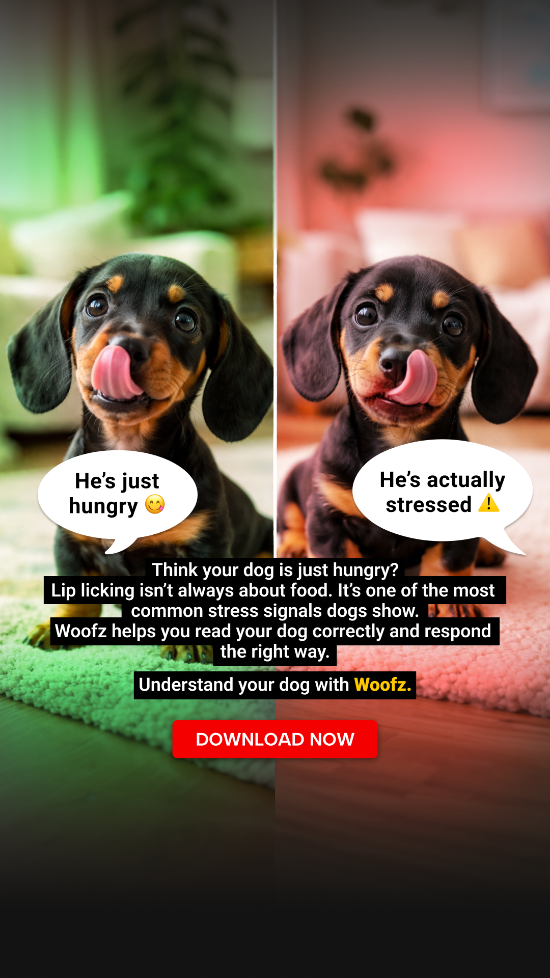 Woofz - Puppy Training Facebook ad