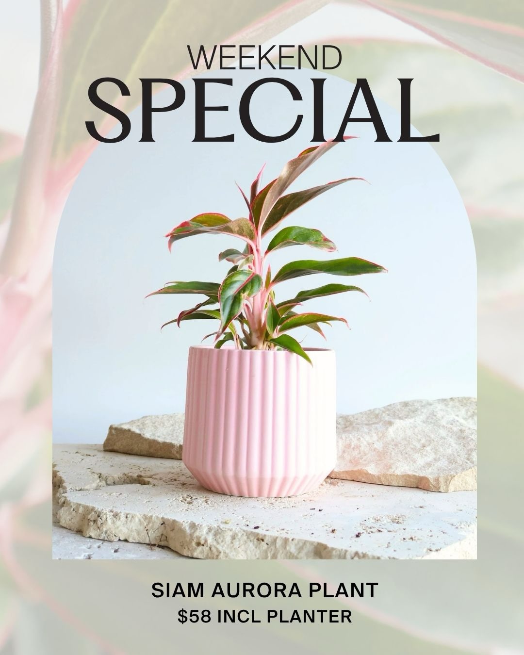 Flowers After Hours Facebook ad: This weekends special is a striking indoor plant…