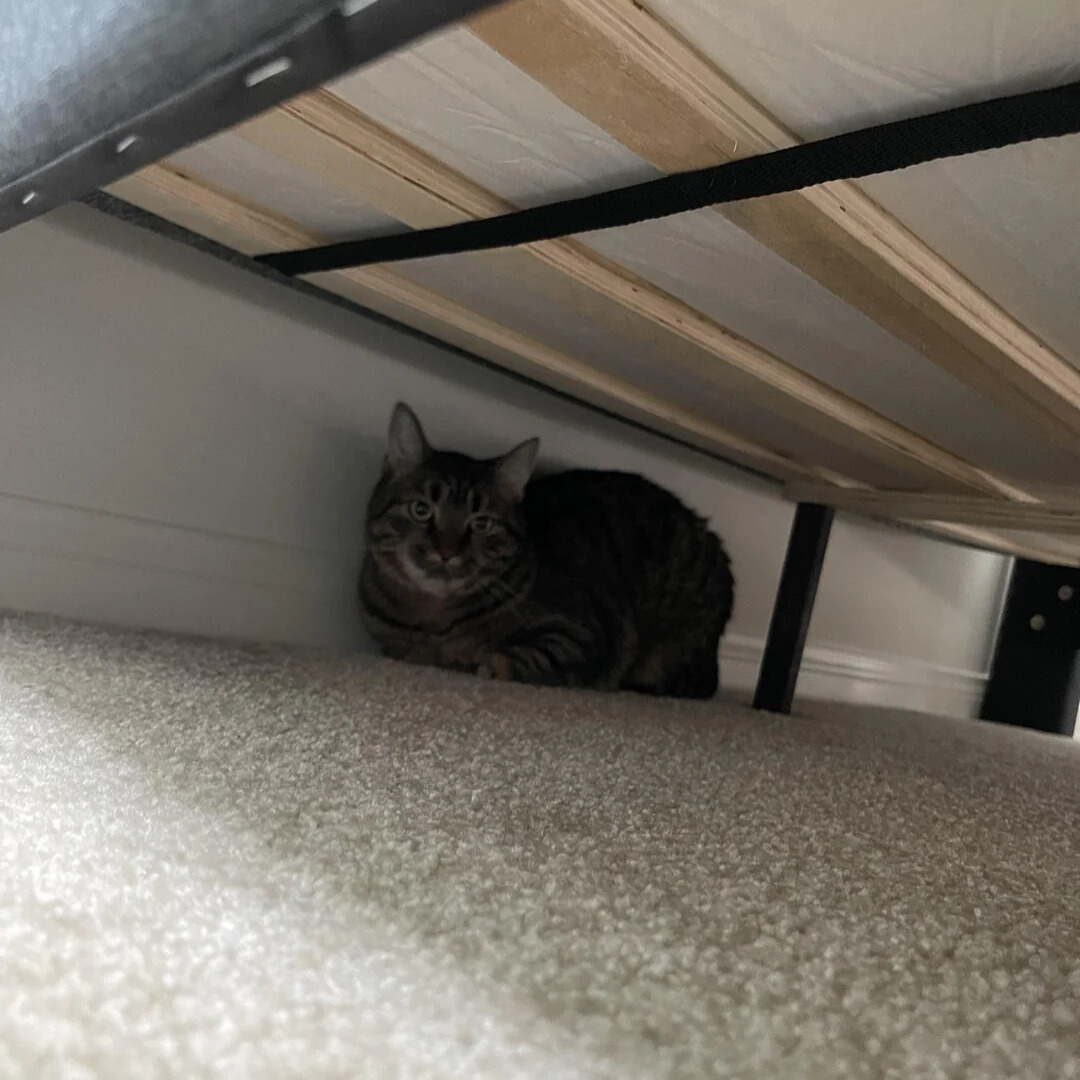 Susan's Cat Diary Facebook ad: Read this if you want your cats to stop fighting