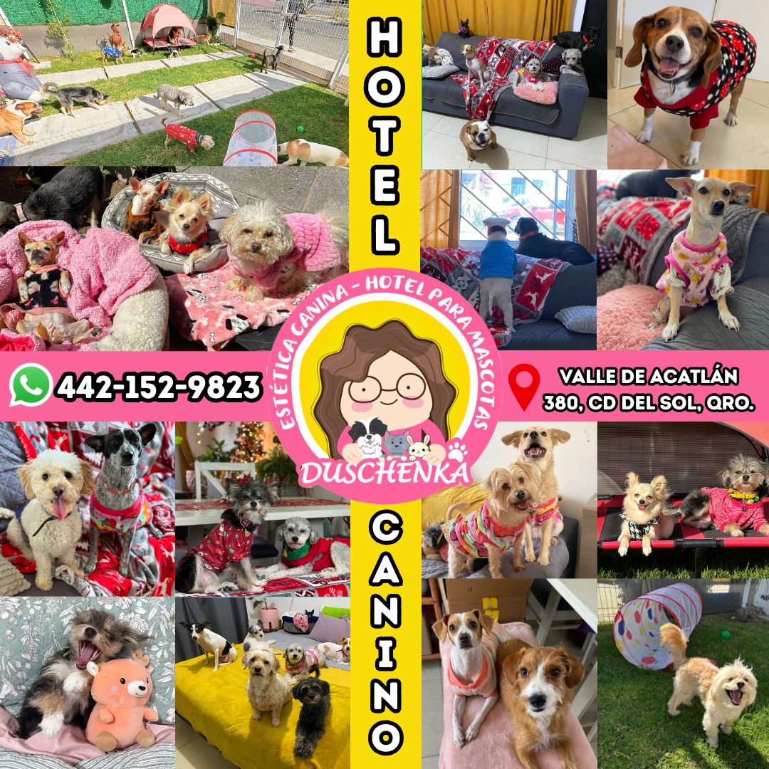 Duschenka Estética Canina y Hotel Para Perros Facebook ad: HOTEL EN CASA PARA PERRITOS PEQUEÑOS ¿Buscas un…