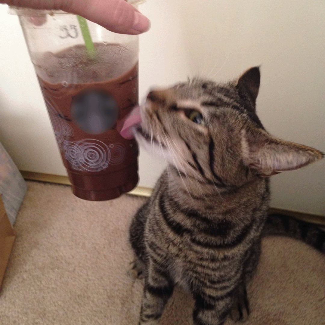 Cat Wellness Journal Facebook ad
