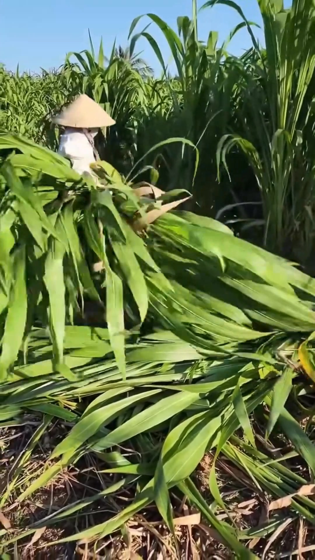 Living Made Easy Facebook ad: Kobayashi Grass Seeds for PHILIPPINES