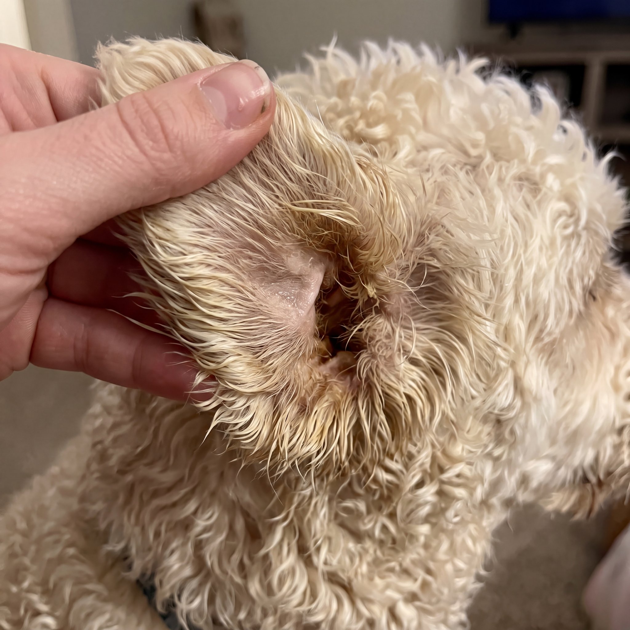 The Pet Ear Health Foundation Facebook ad: Why your dog smells again days after cleaning