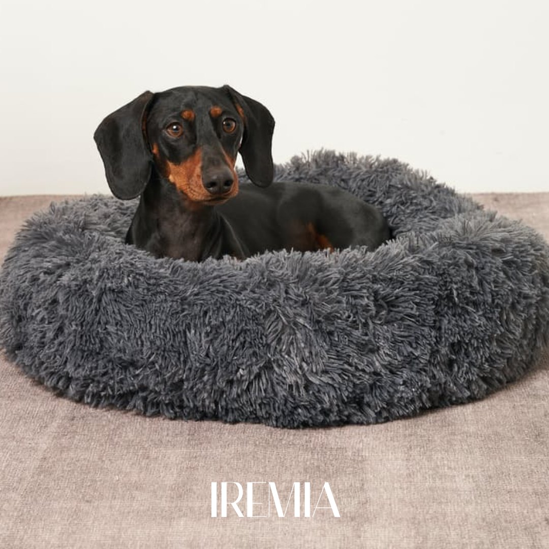 PetsPlanet Facebook ad