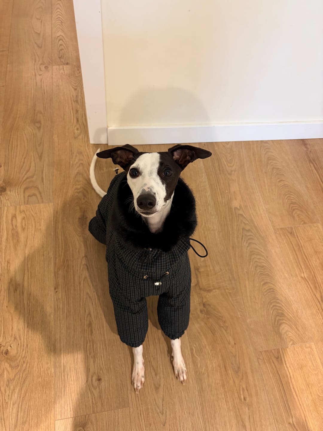 Pawelier Facebook ad: Performance Meets Style