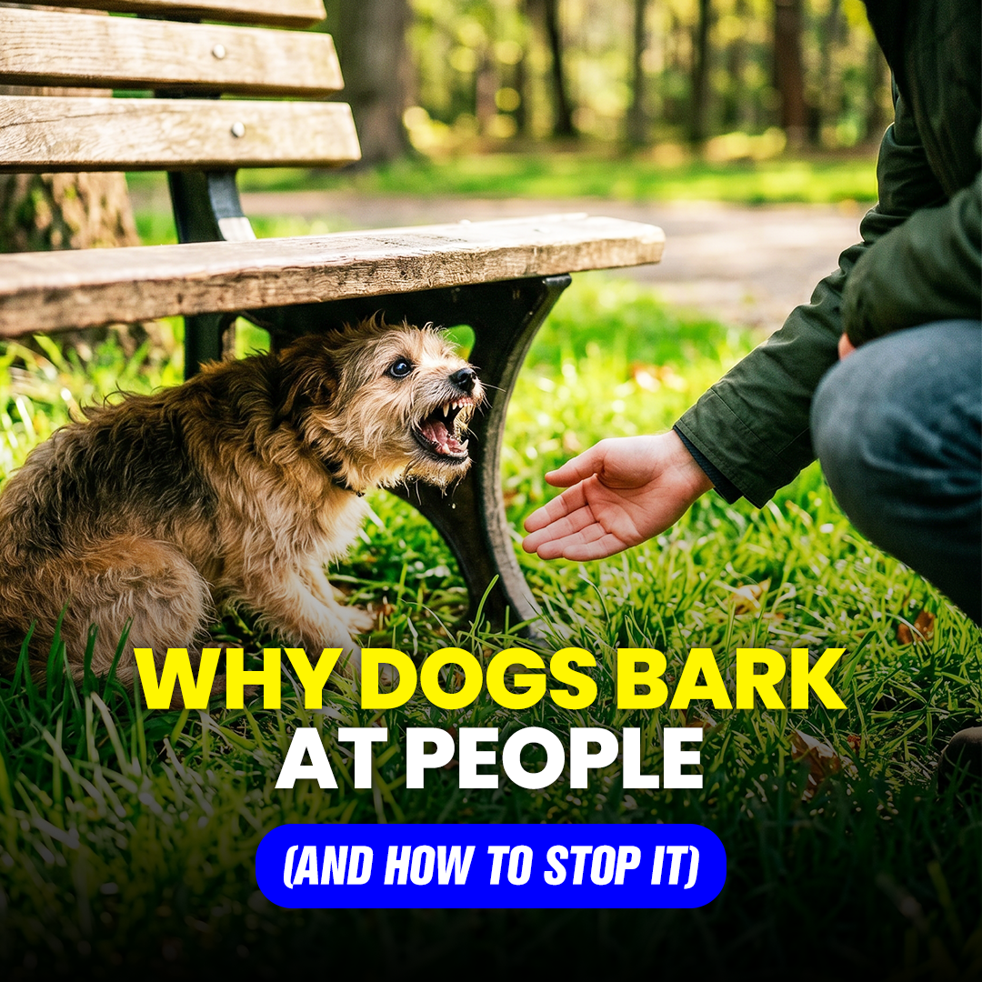 Mike James Dog Training Facebook ad