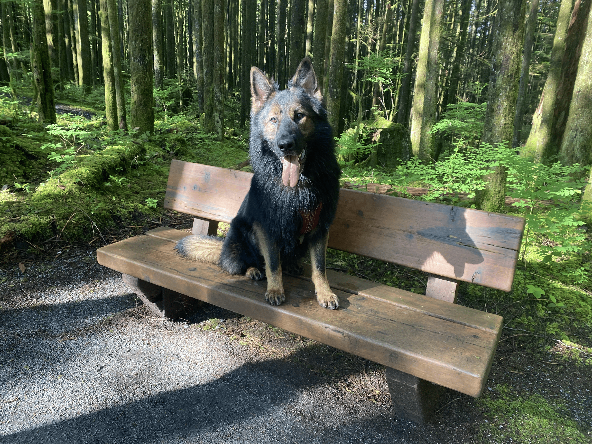 SpiritDog Training Facebook ad