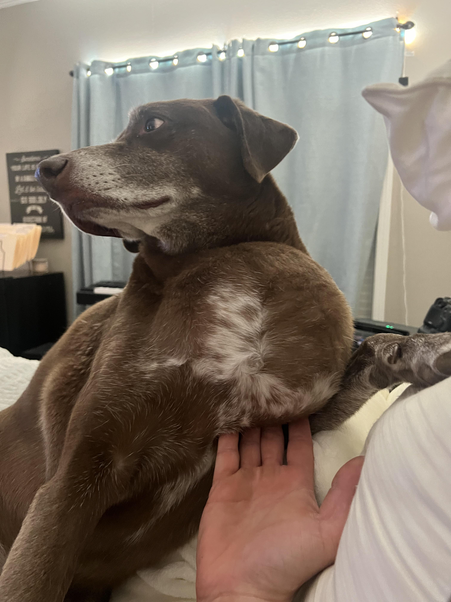 Healthy Dog Insider Facebook ad