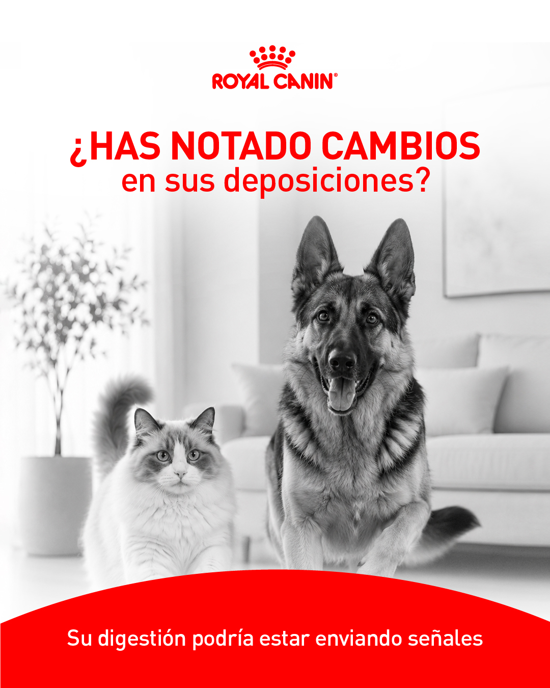 Royal Canin Facebook ad: Cuidarlo va más allá de una rutina.