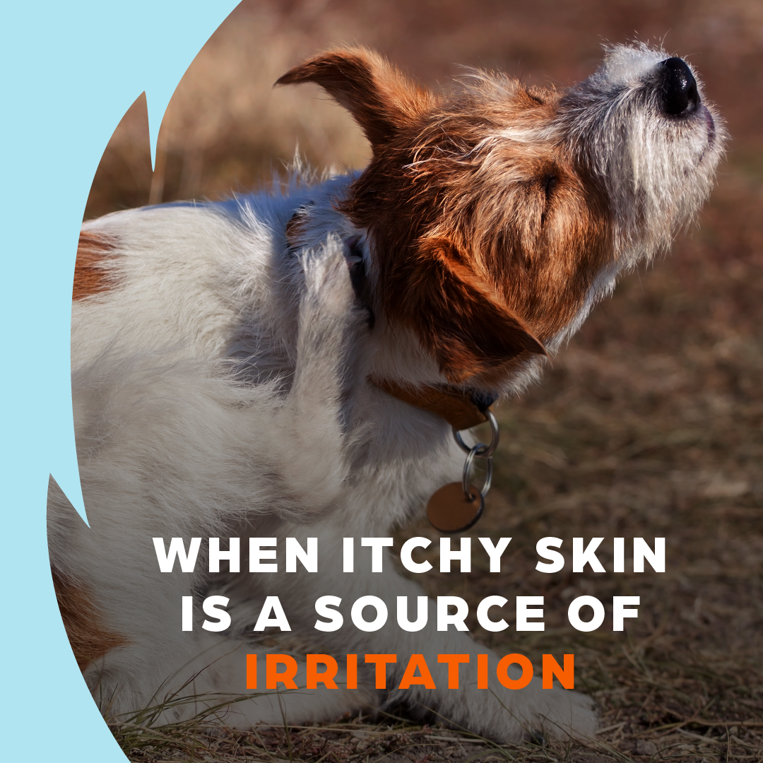 Zoetis Pets Facebook ad: Do you know the signs of allergic itch…