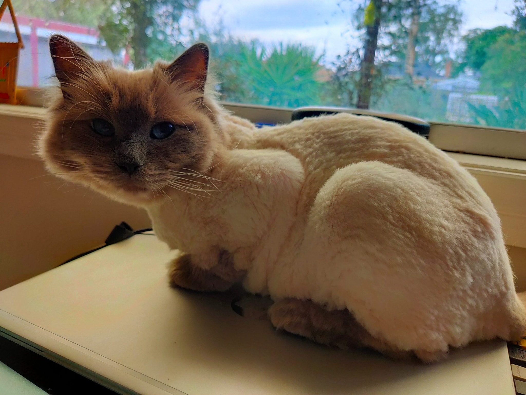 Kylies Cat Grooming Services. Facebook ad