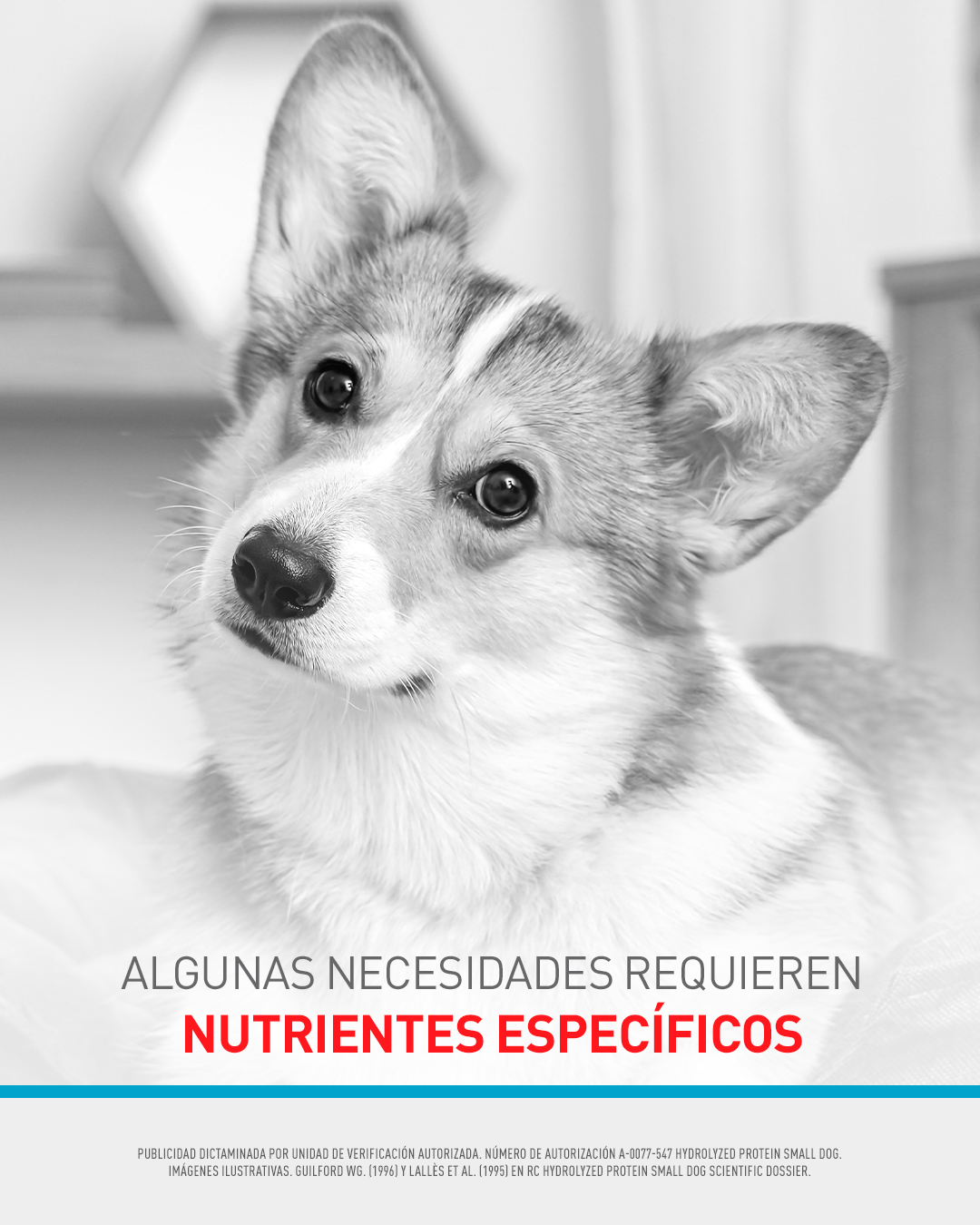 Royal Canin Facebook ad from Aug 19, 2026