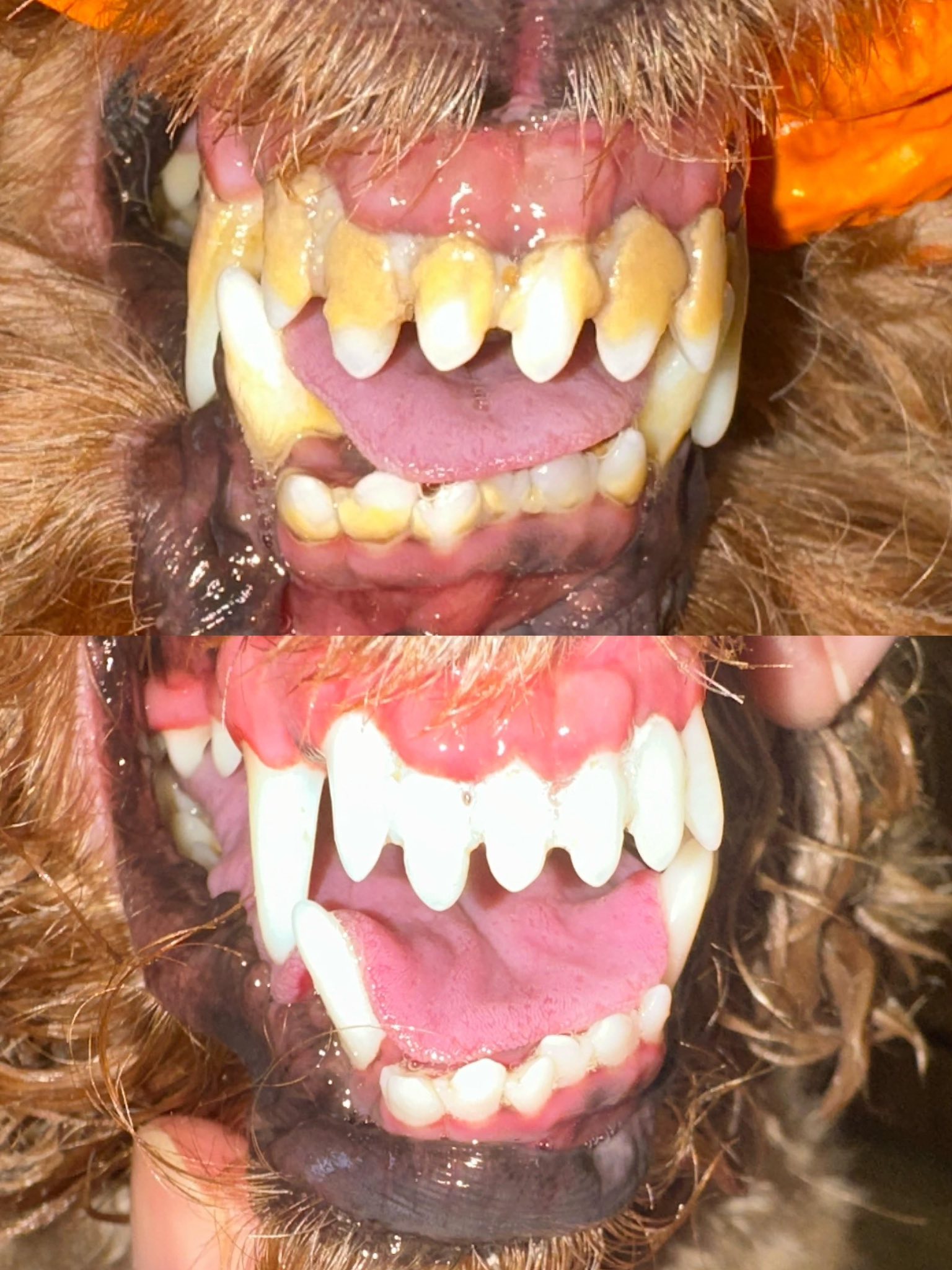 LuLu & Paws Pet Grooming - Durham Facebook ad: Professional Ultrasonic Dog Teeth Cleaning