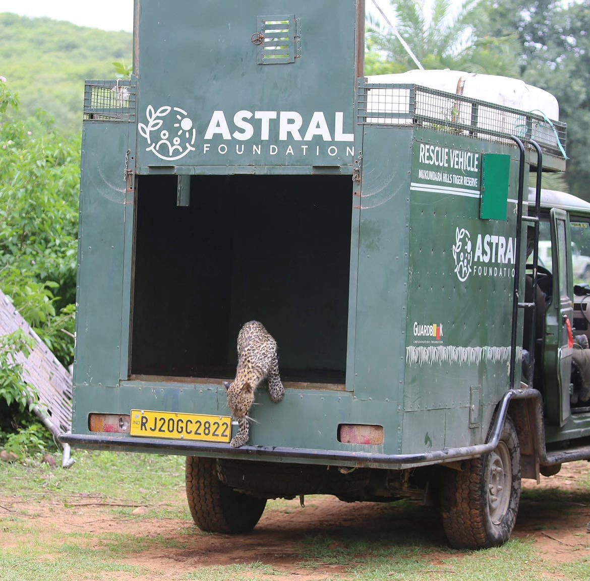 Astral Foundation Facebook ad: Early this morning, a leopard cub strayed into…