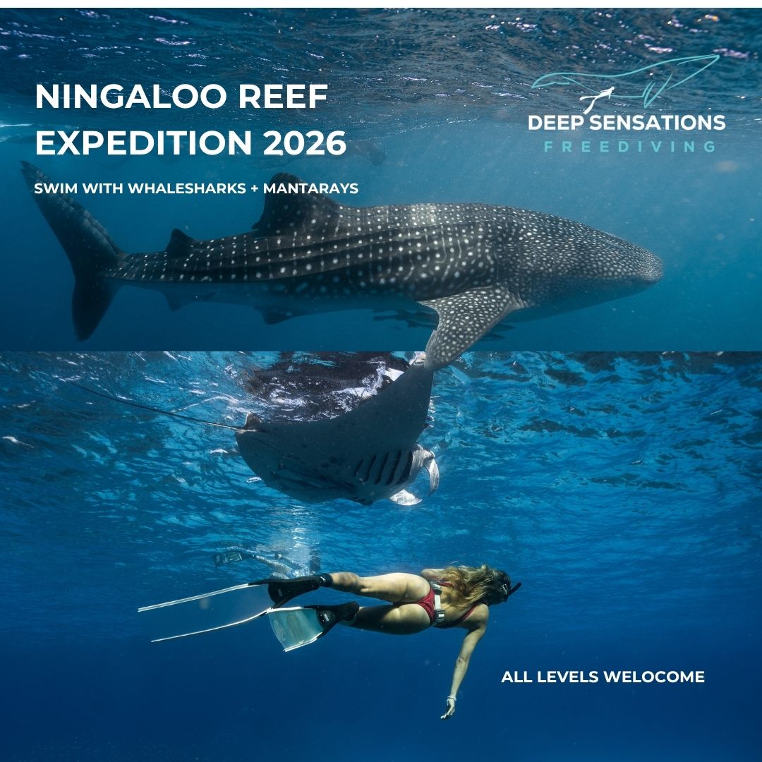 Deep Sensations Freediving Facebook ad: Swim with Mantarays