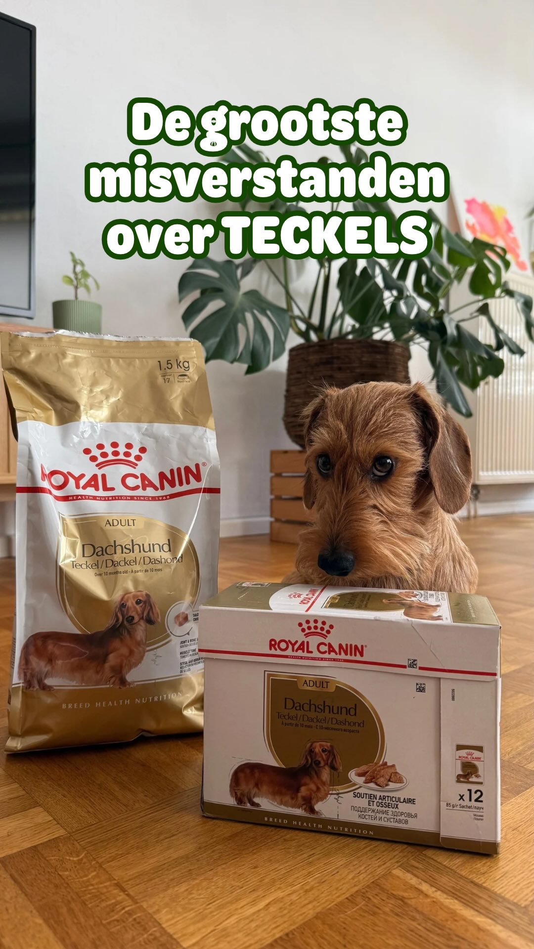 zooplus Facebook ad: Kleine hond, groots karakter