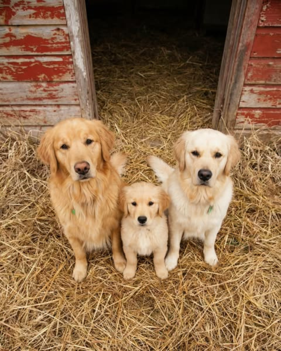 Dog Health Insider Facebook ad: Same breed. Same age. Same apartment building. One dog…