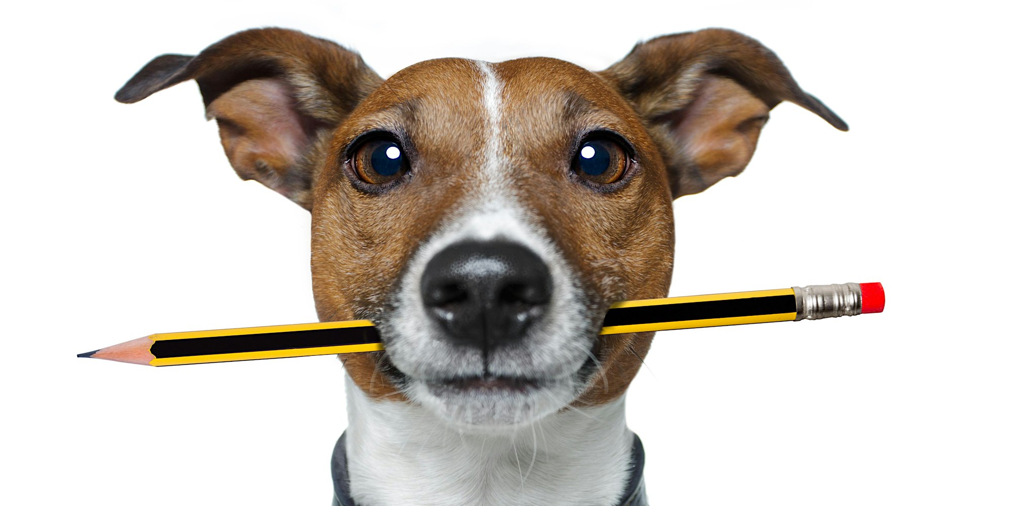 Leading Paws Facebook ad: Puppy Training Course - 6 Weeks