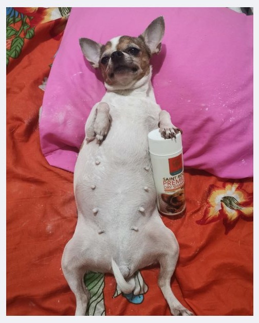 Saint Roche Premium Dog Shampoo Facebook ad