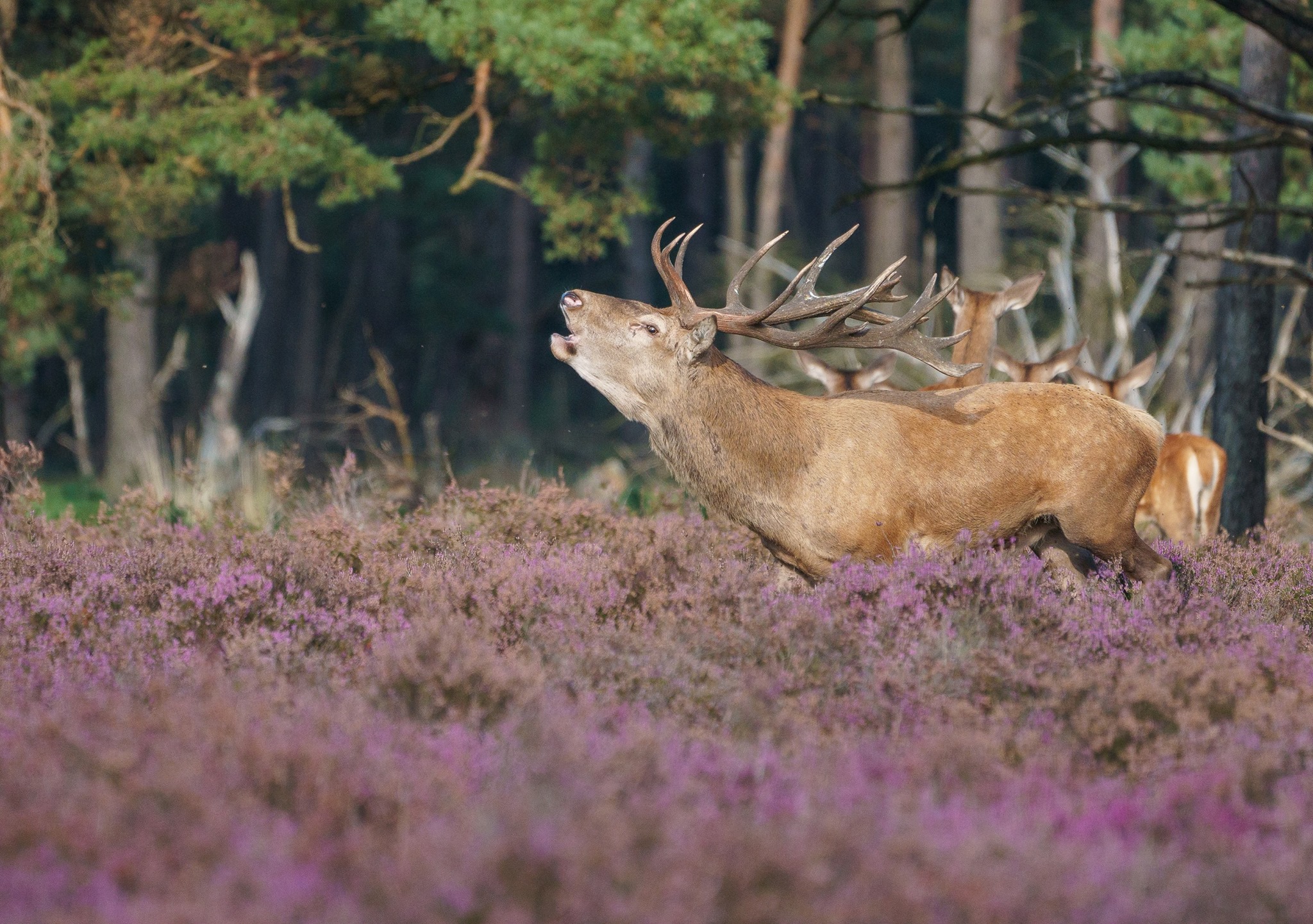 Jagd- & Naturschule Hessen Facebook ad from Jul 10, 2023