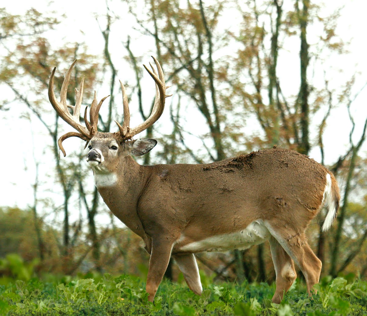 Small Town Hunting Facebook ad: Do you like deer hunting?