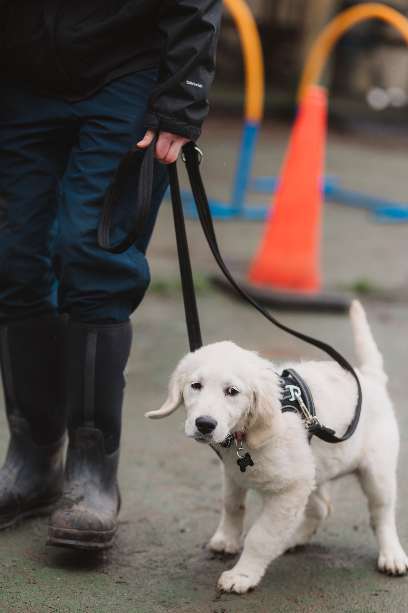 Wagtail Dog Training Ipswich Facebook ad: Spaces are available for our puppy and adolescent…
