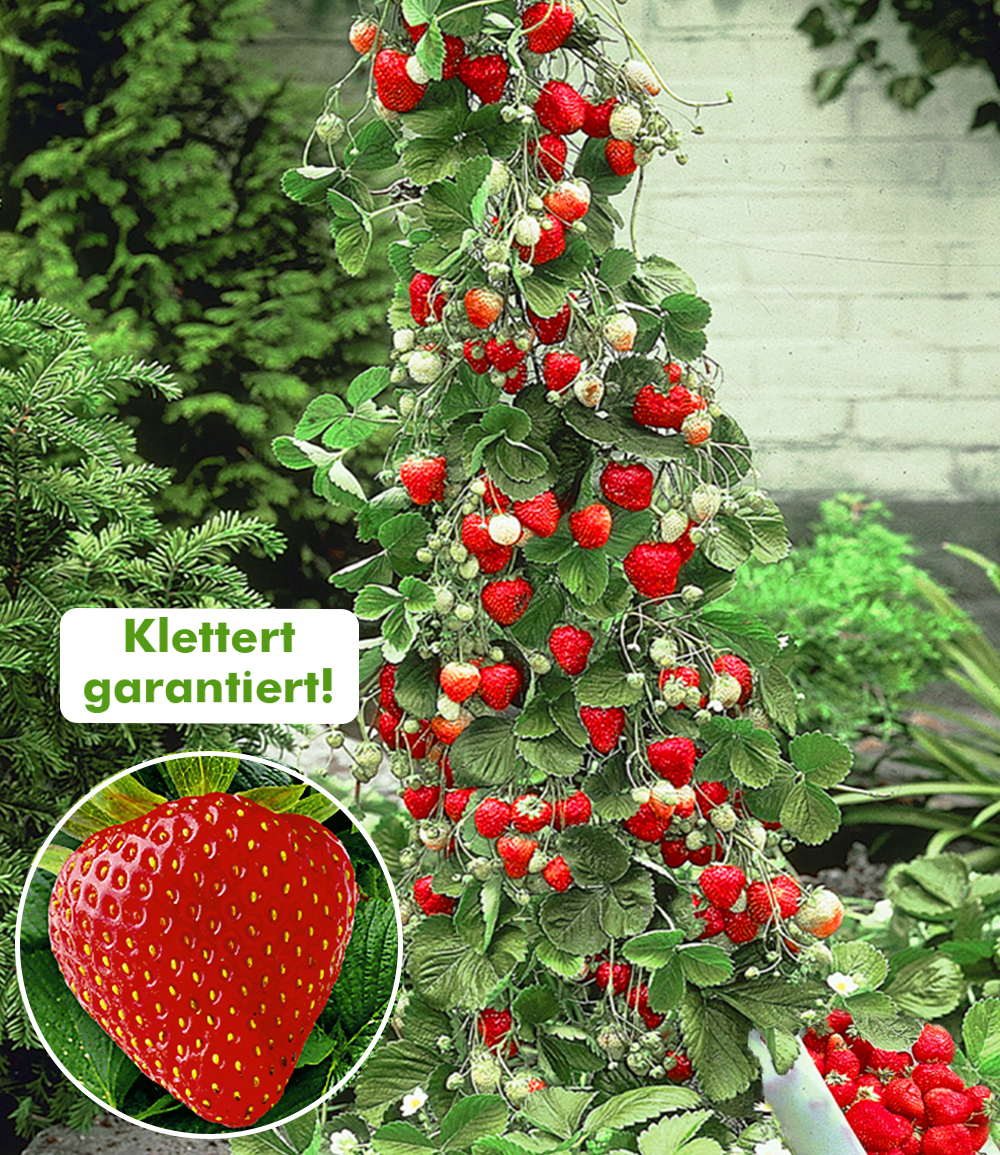 BALDUR-Garten Facebook ad
