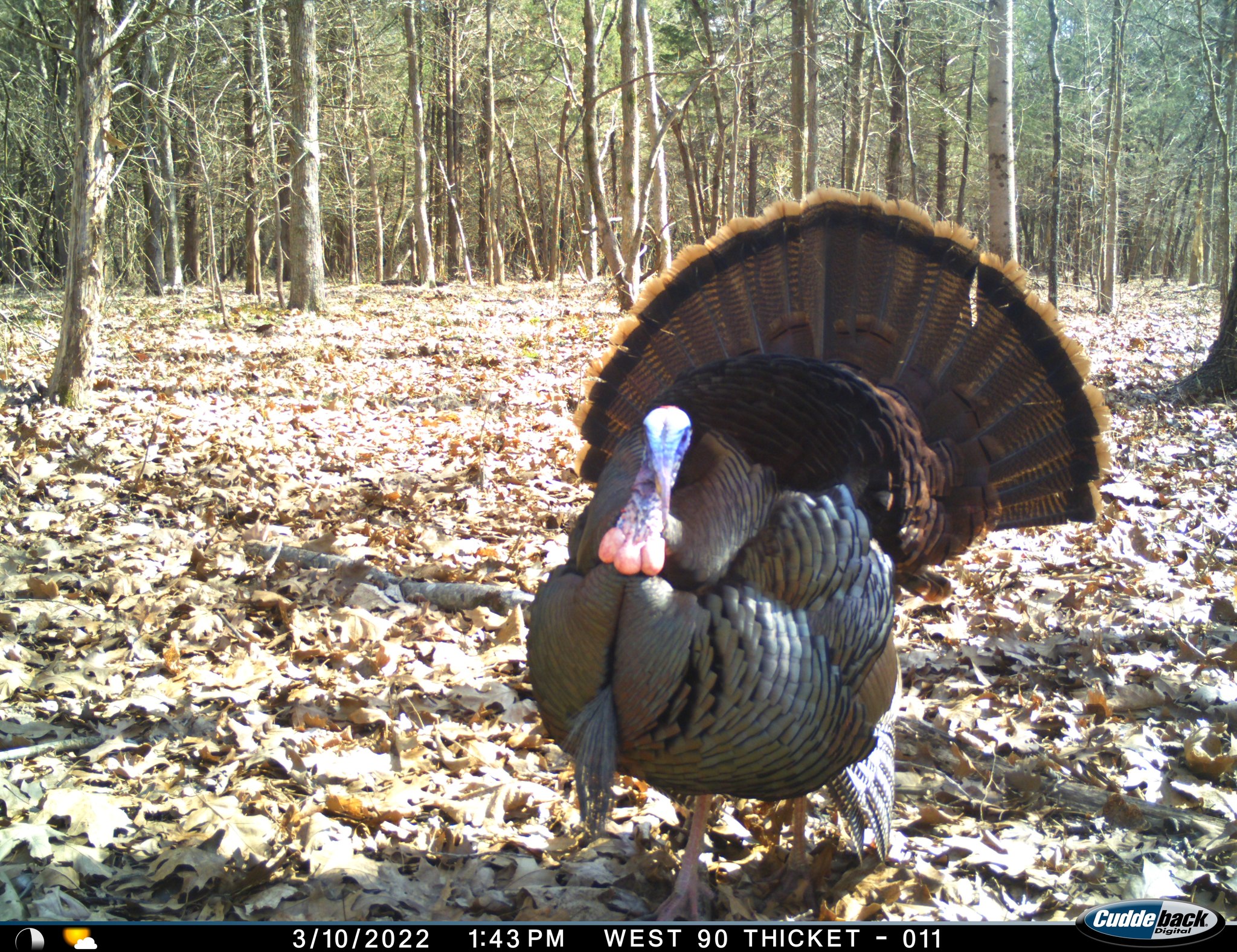Jacob Goestenkors - Real Broker, LLC Facebook ad: 716± Acres | Ozark, Illinois