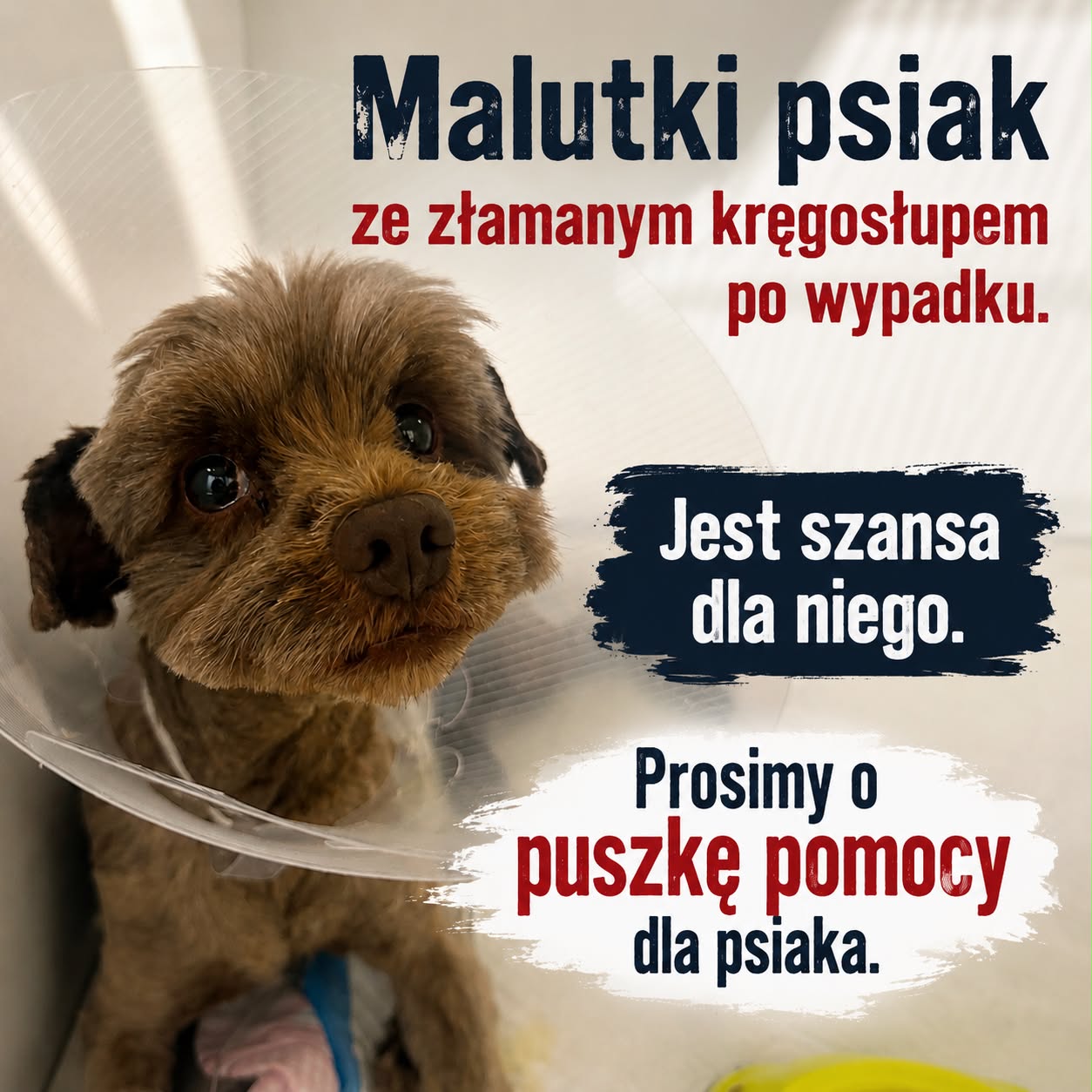FPK - Fundacja Psa Karmela Facebook ad from Jul 8, 2026