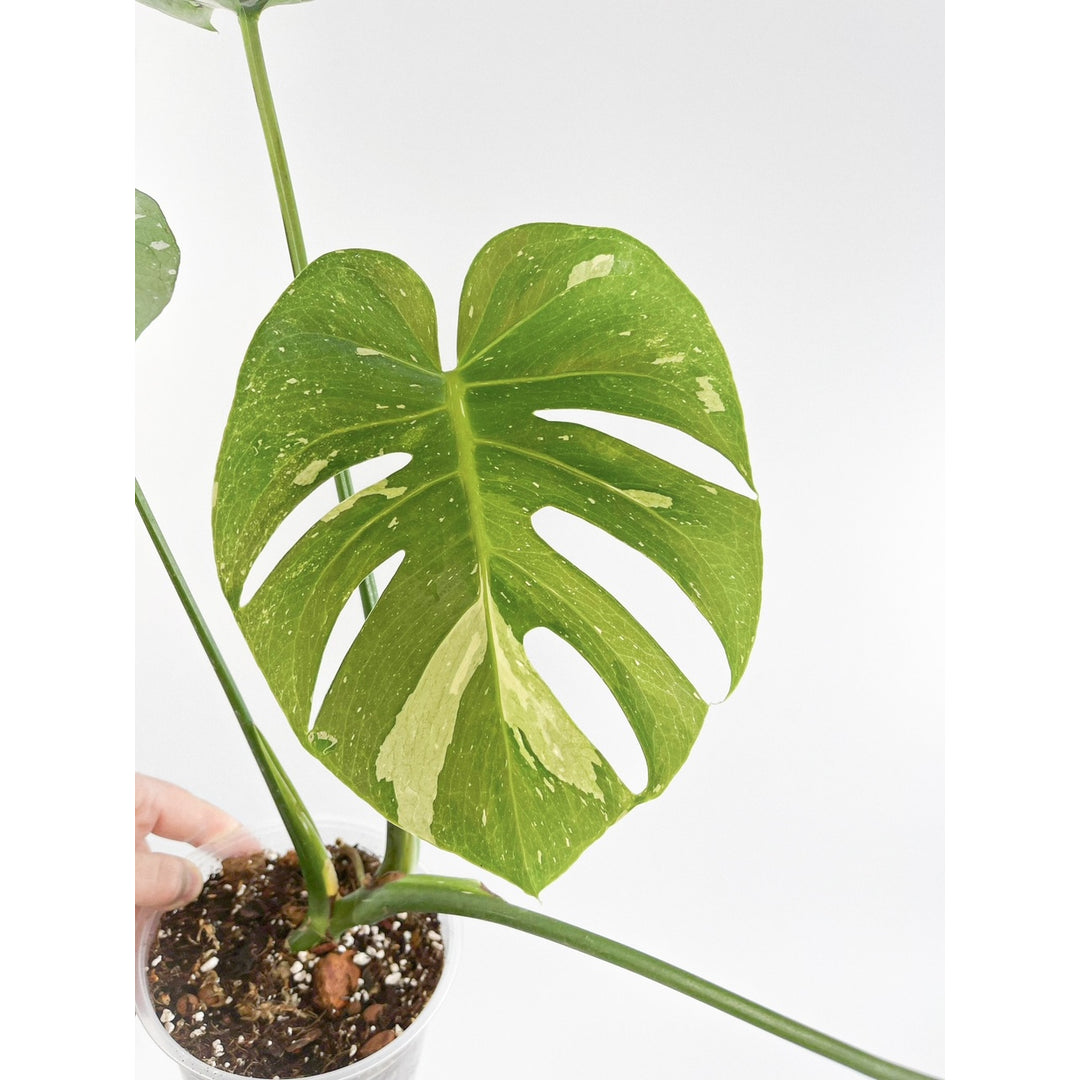 Plantingwithdavid Facebook ad