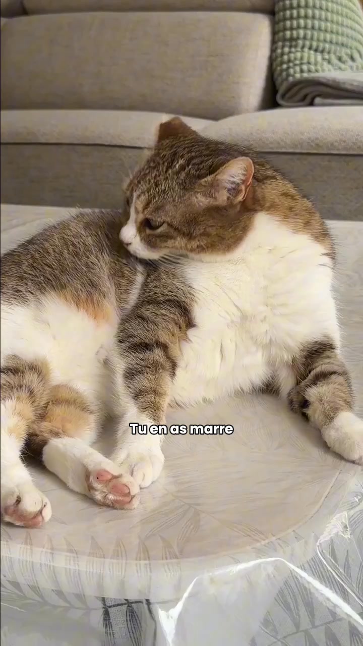 Franklin Pet Food Facebook ad: Croquettes peau et pelage