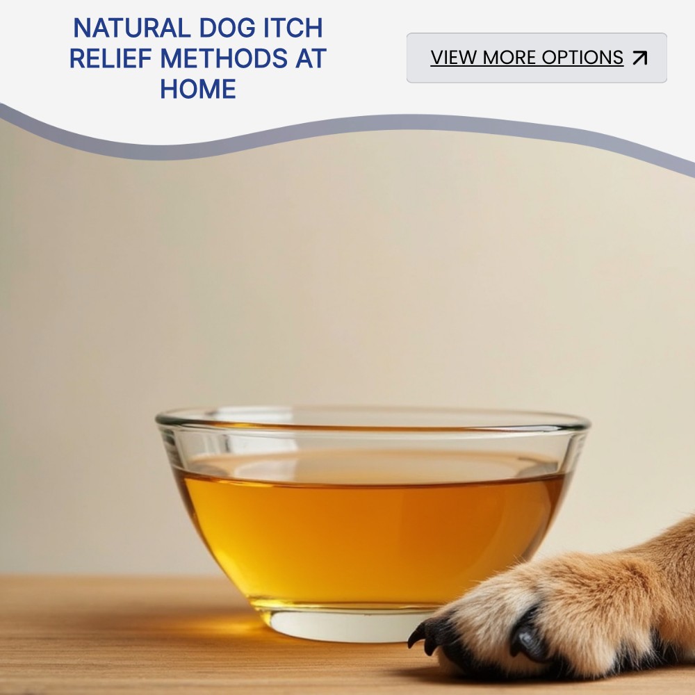 SearchArena Circuit Facebook ad: Uncover Gentle Ways To Ease Dog Itch.