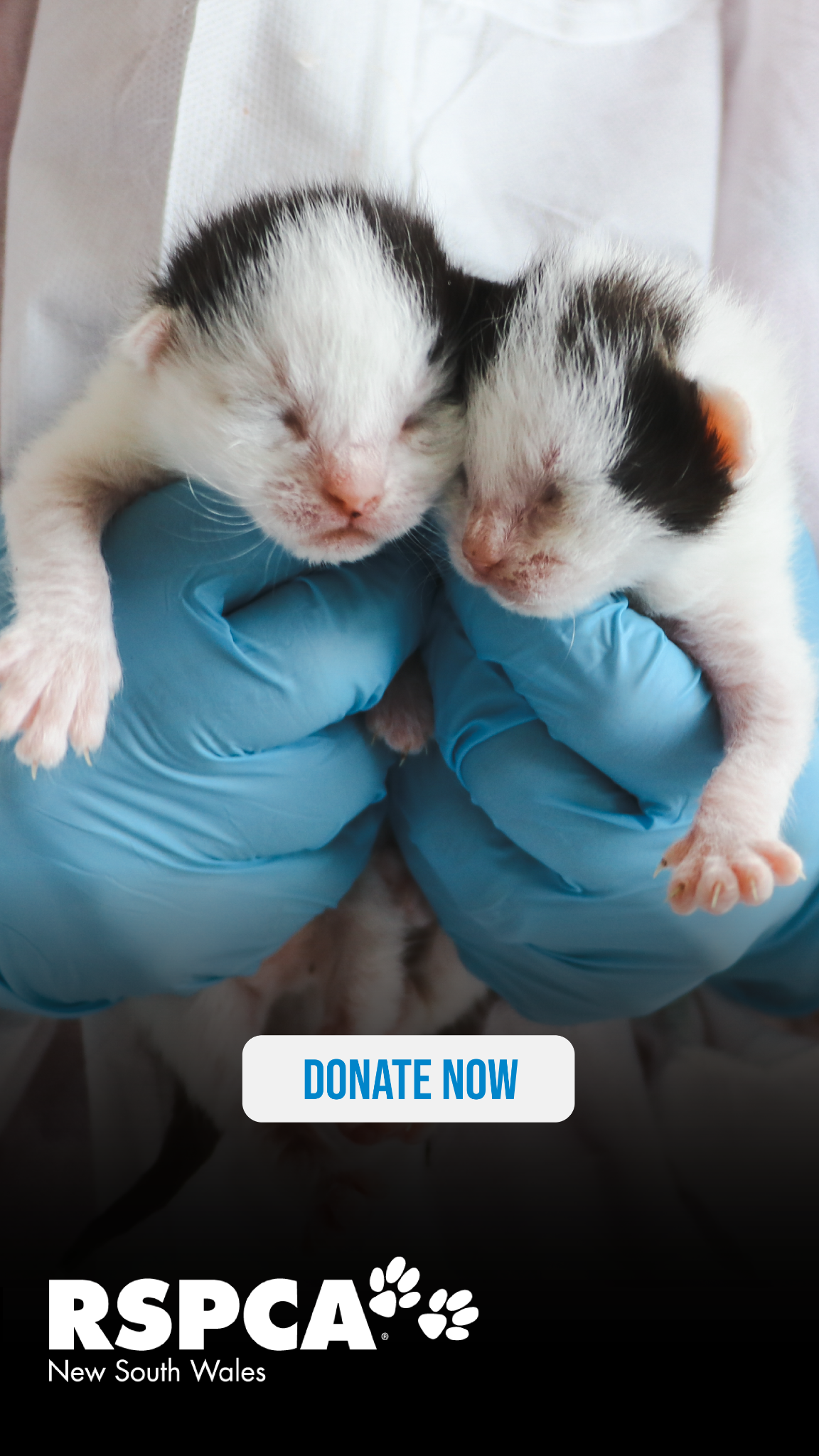 RSPCA NSW Facebook ad