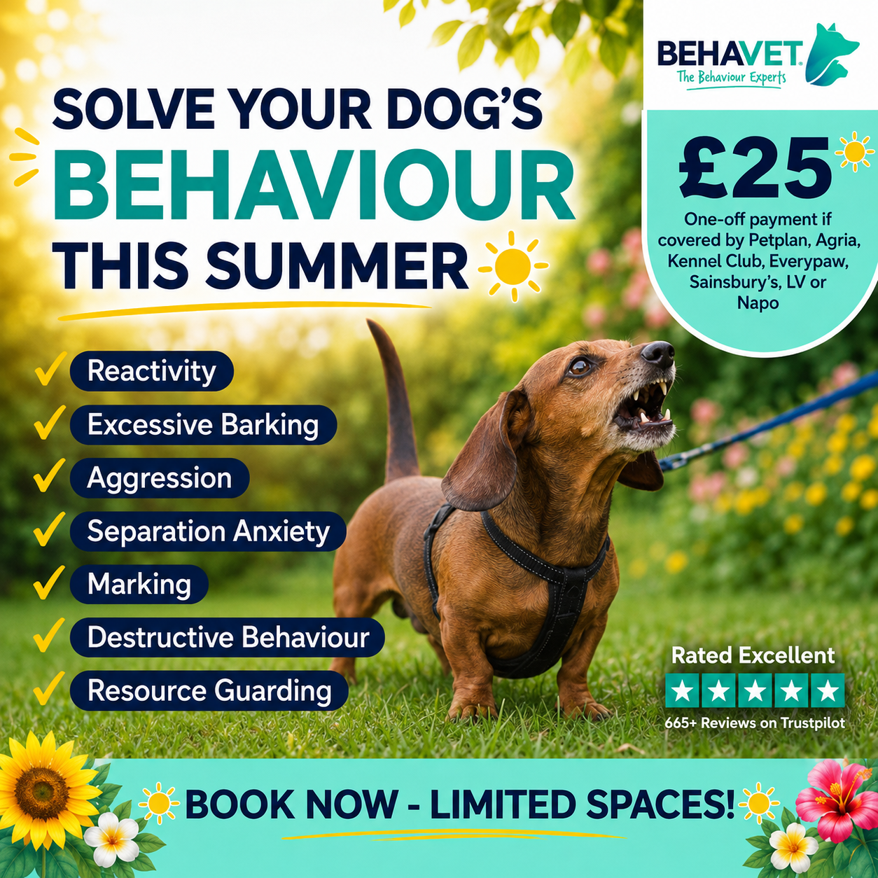 Behavet: The Pet Behaviour Experts Facebook ad
