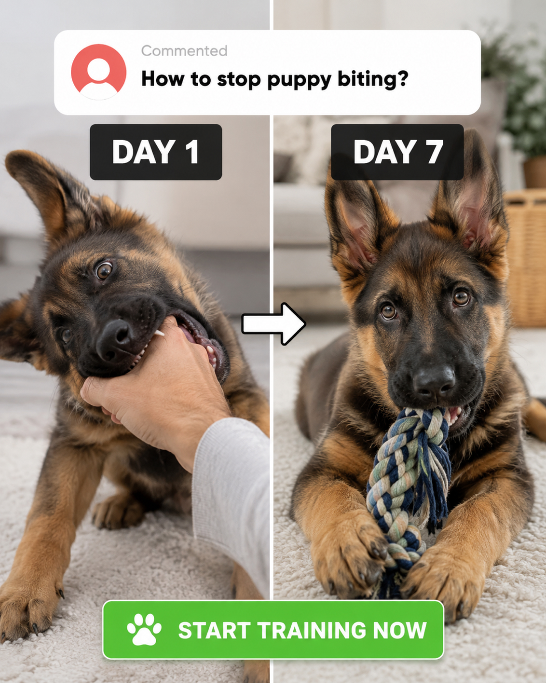 Ben Your Puppy Trainer Facebook ad
