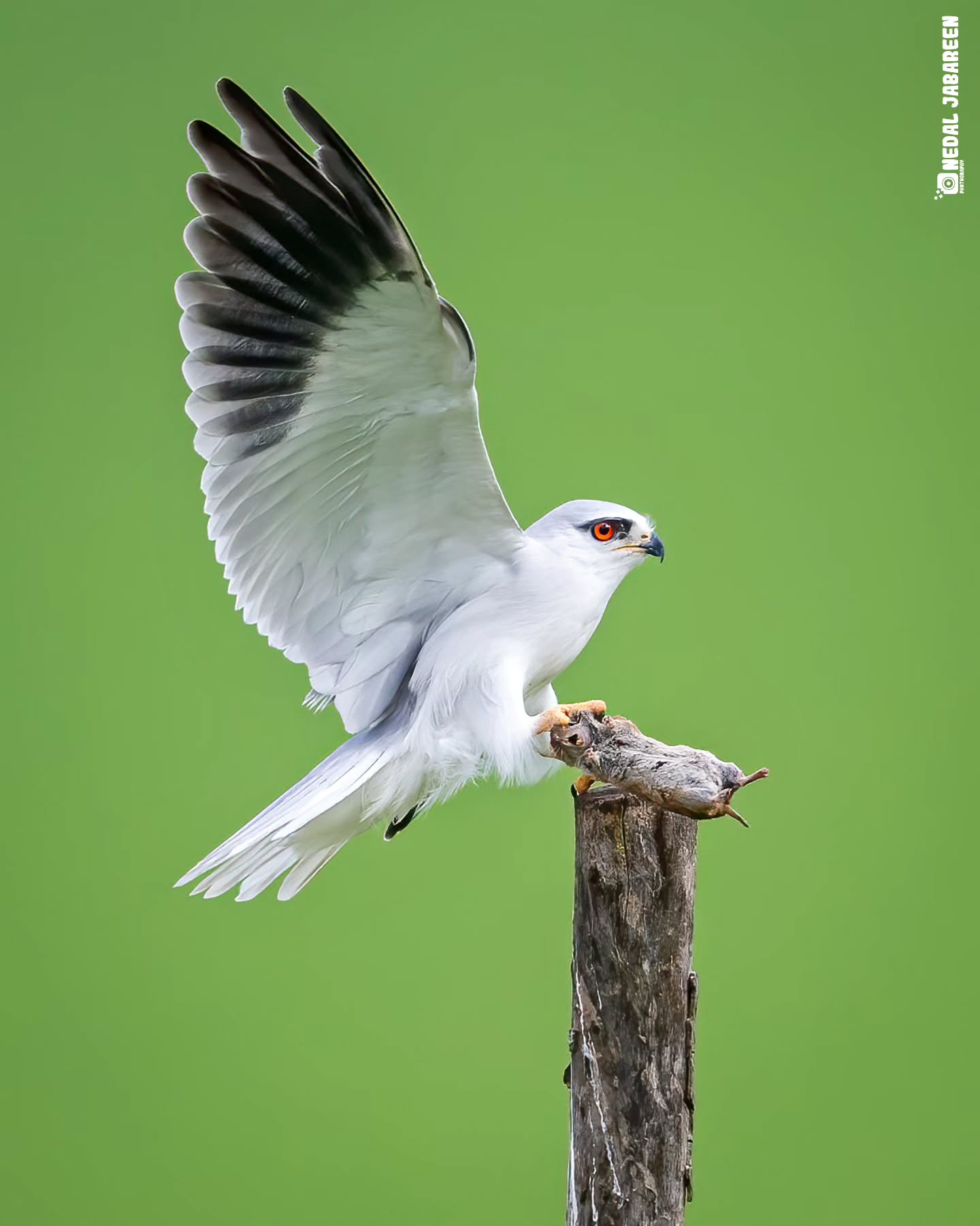 Nedal Jabareen - Wild life photography Facebook ad: من شمال فلسطين