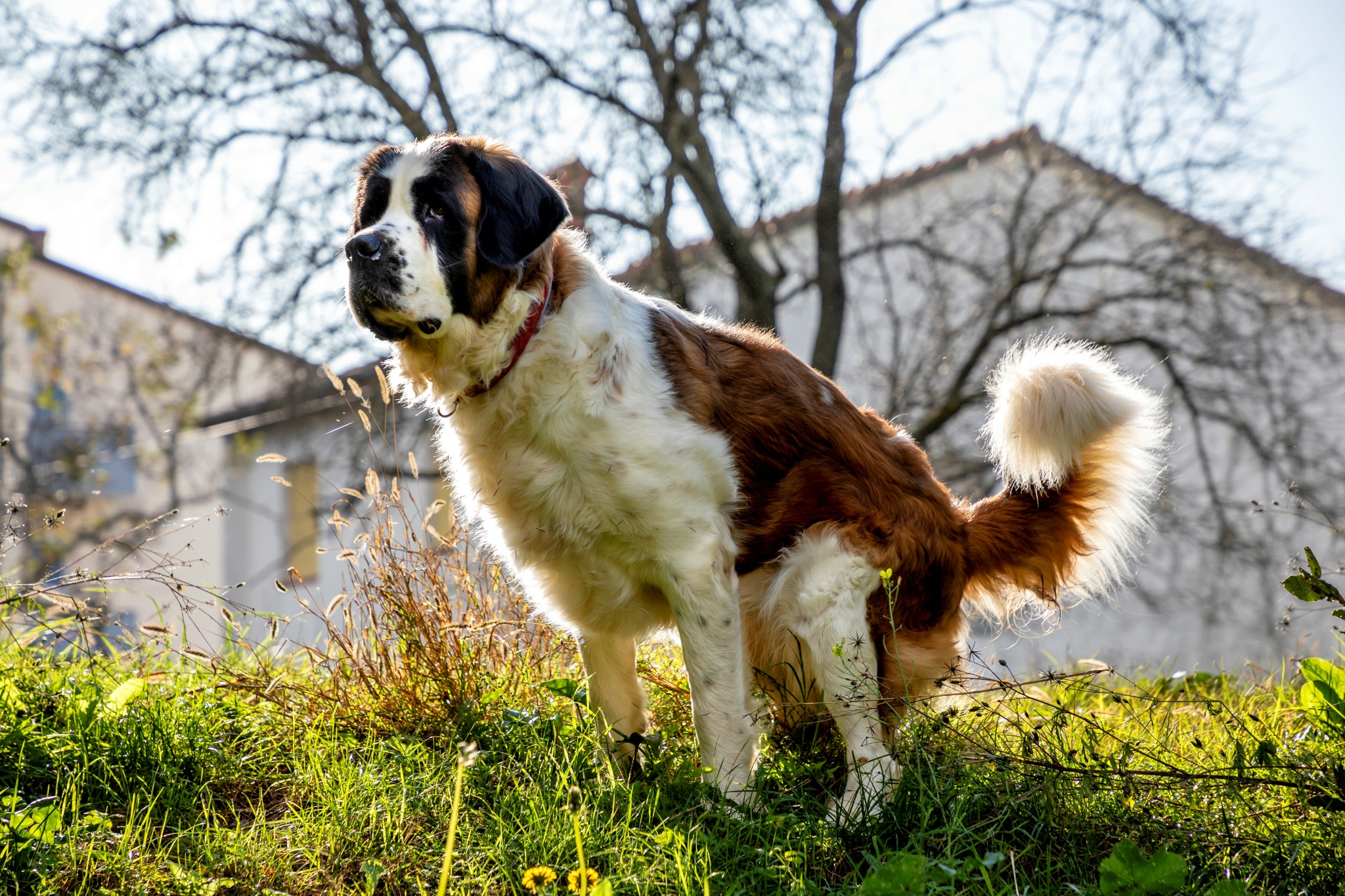 American Kennel Club Facebook ad from Apr 28, 2026