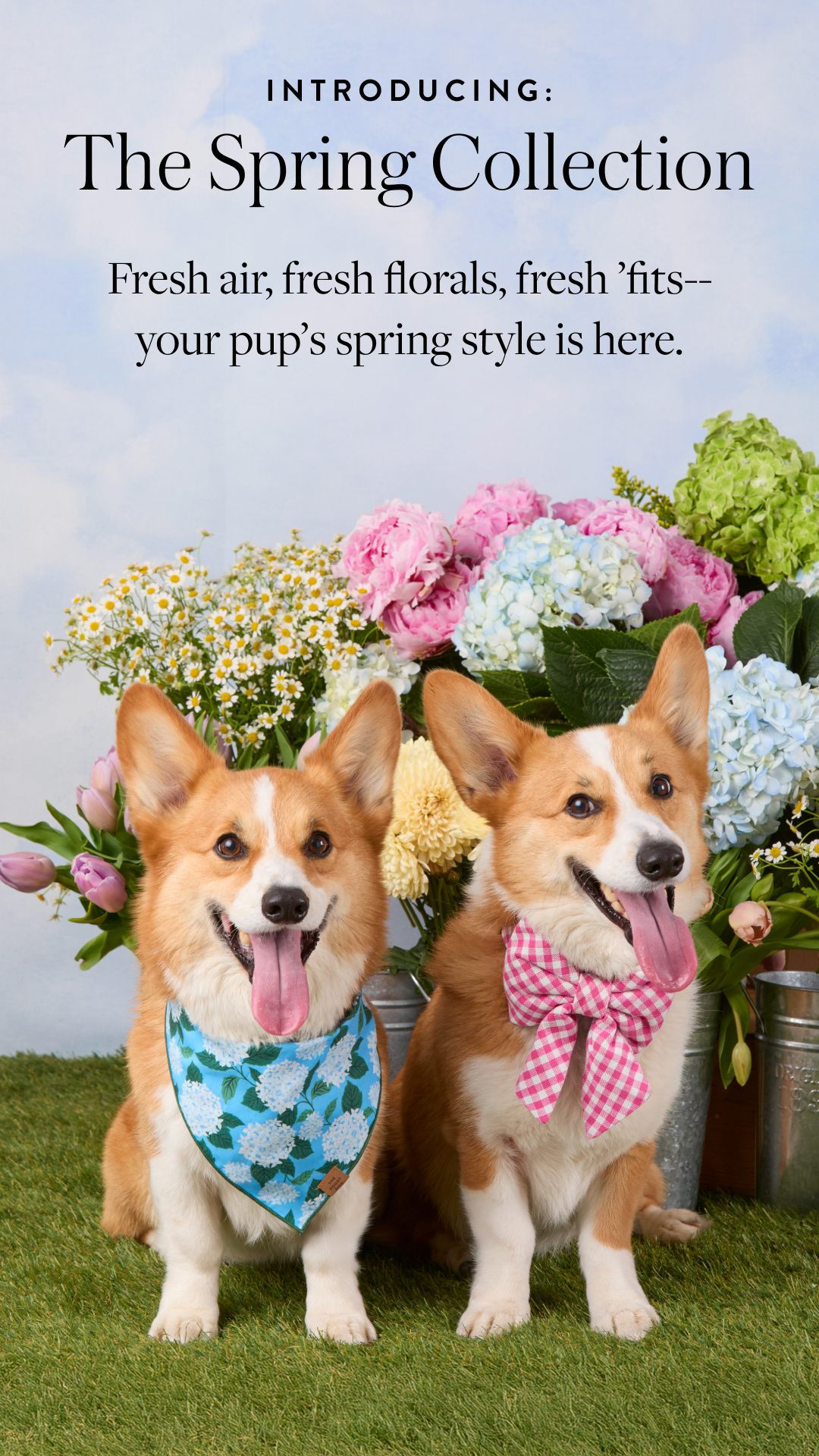 The Foggy Dog Facebook ad