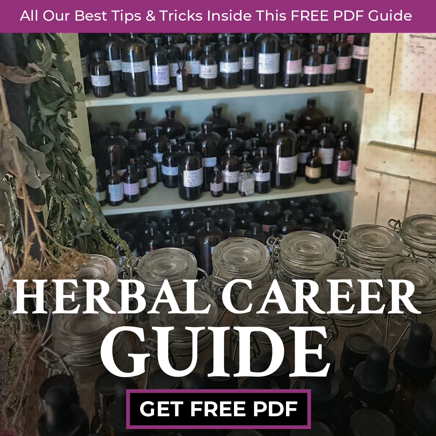 Chestnut School of Herbal Medicine Facebook ad: FREE Guide to Jumpstart Your Herbalist Career
