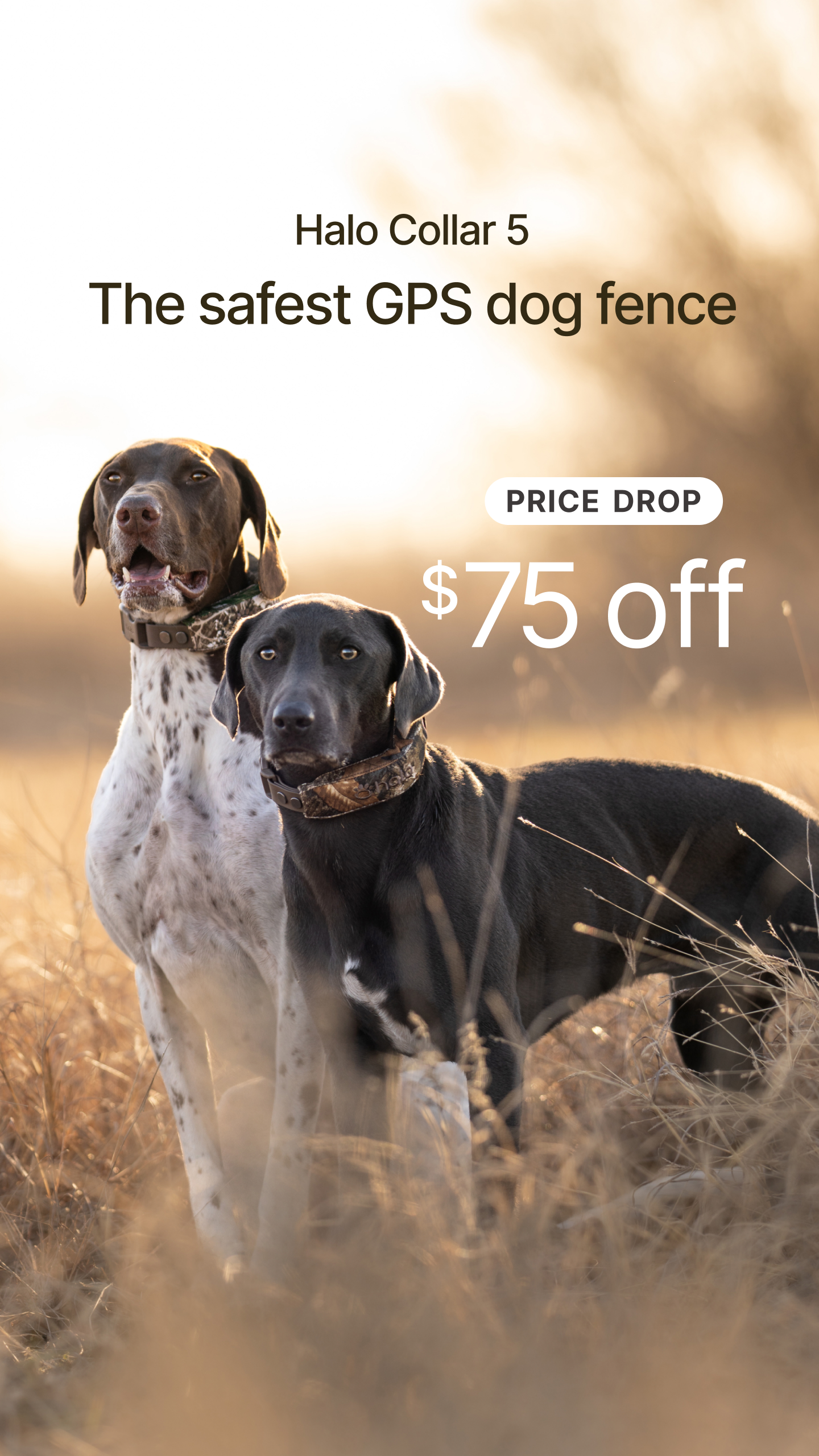 Halo Collar Facebook ad
