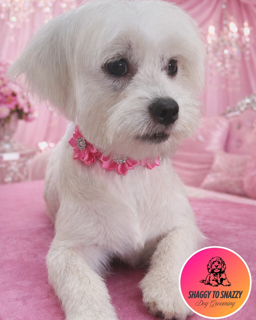 Shaggy to Snazzy Dog Grooming Facebook ad: Shaggy to Snazzy Dog Grooming | Rotorua dog groomer | 50B…