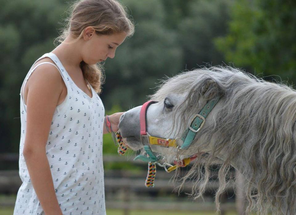 HorsEnergy life coaching Vlaanderen Facebook ad: Opleiding tot kindercoach met inzet van pony's