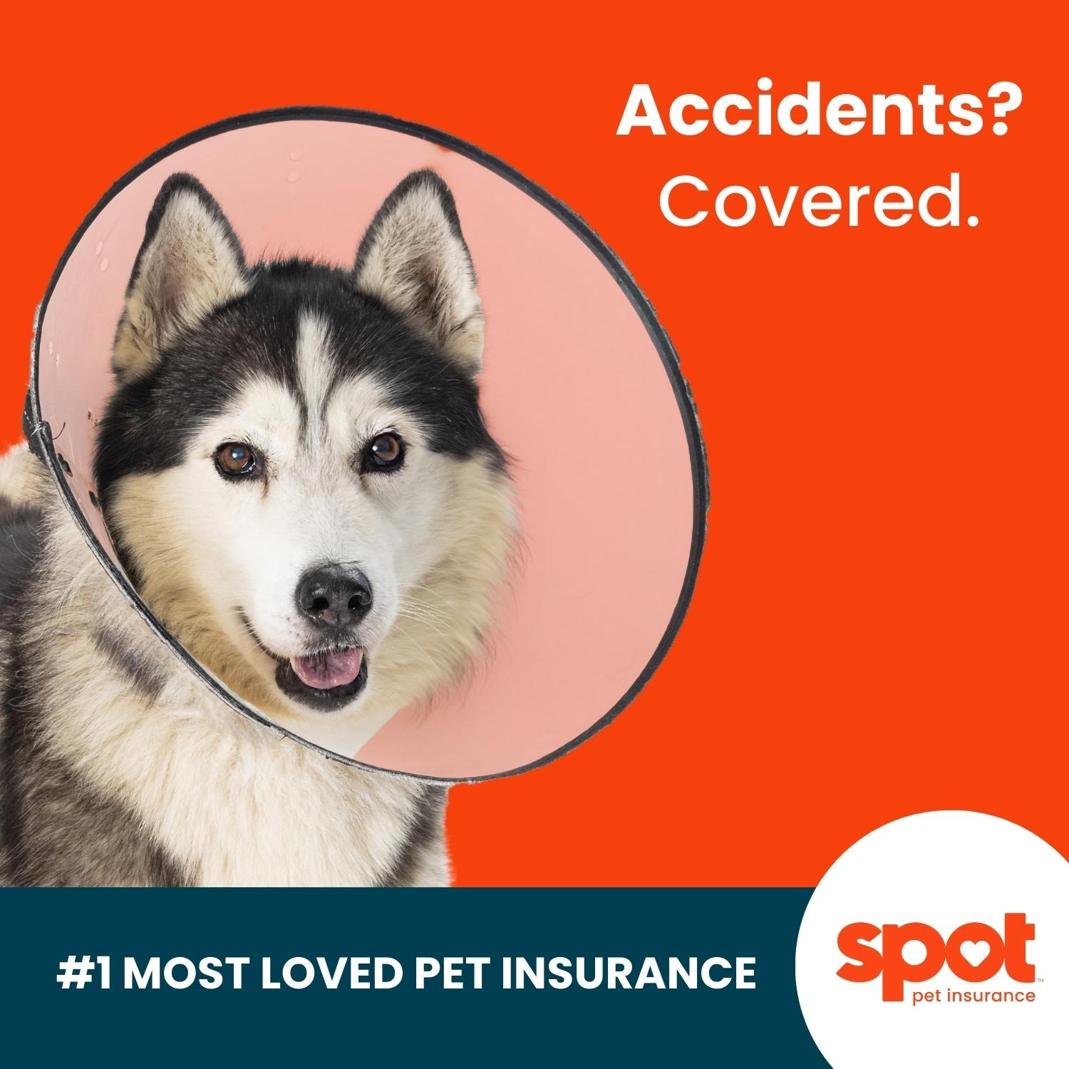 Spot Pet Insurance Facebook ad