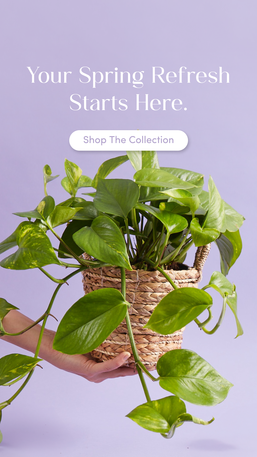 Lively Root Facebook ad