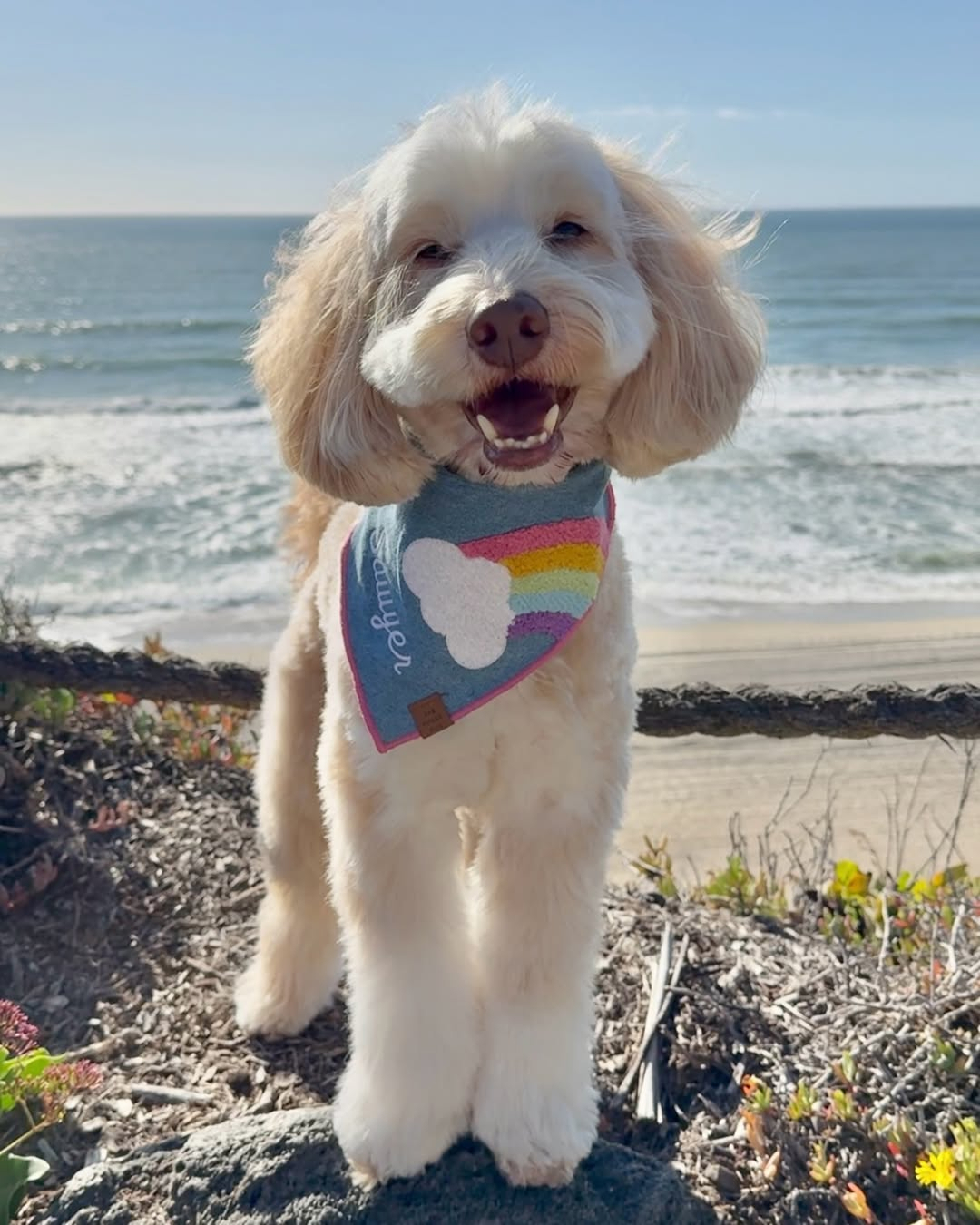 The Foggy Dog Facebook ad