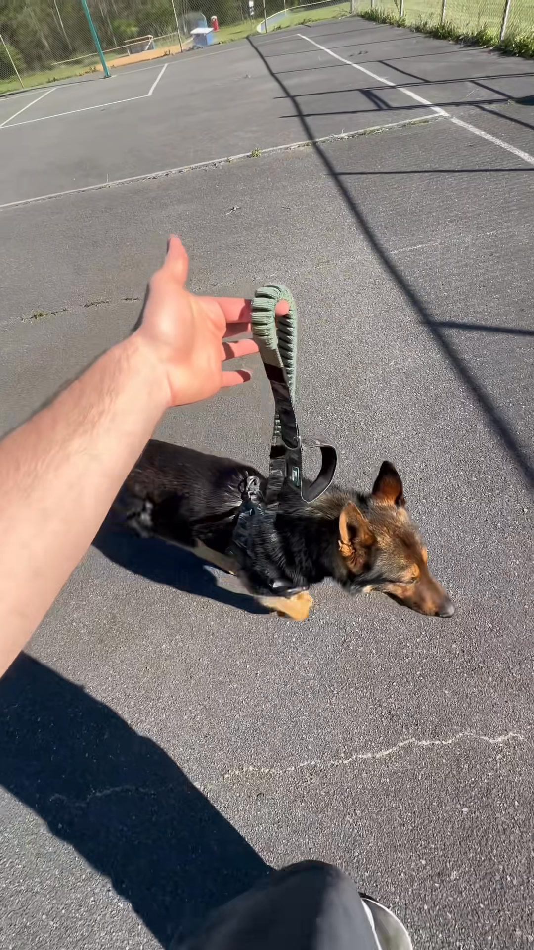 Dog Friendly Co. Facebook ad: Rated #1 By Dog Owners