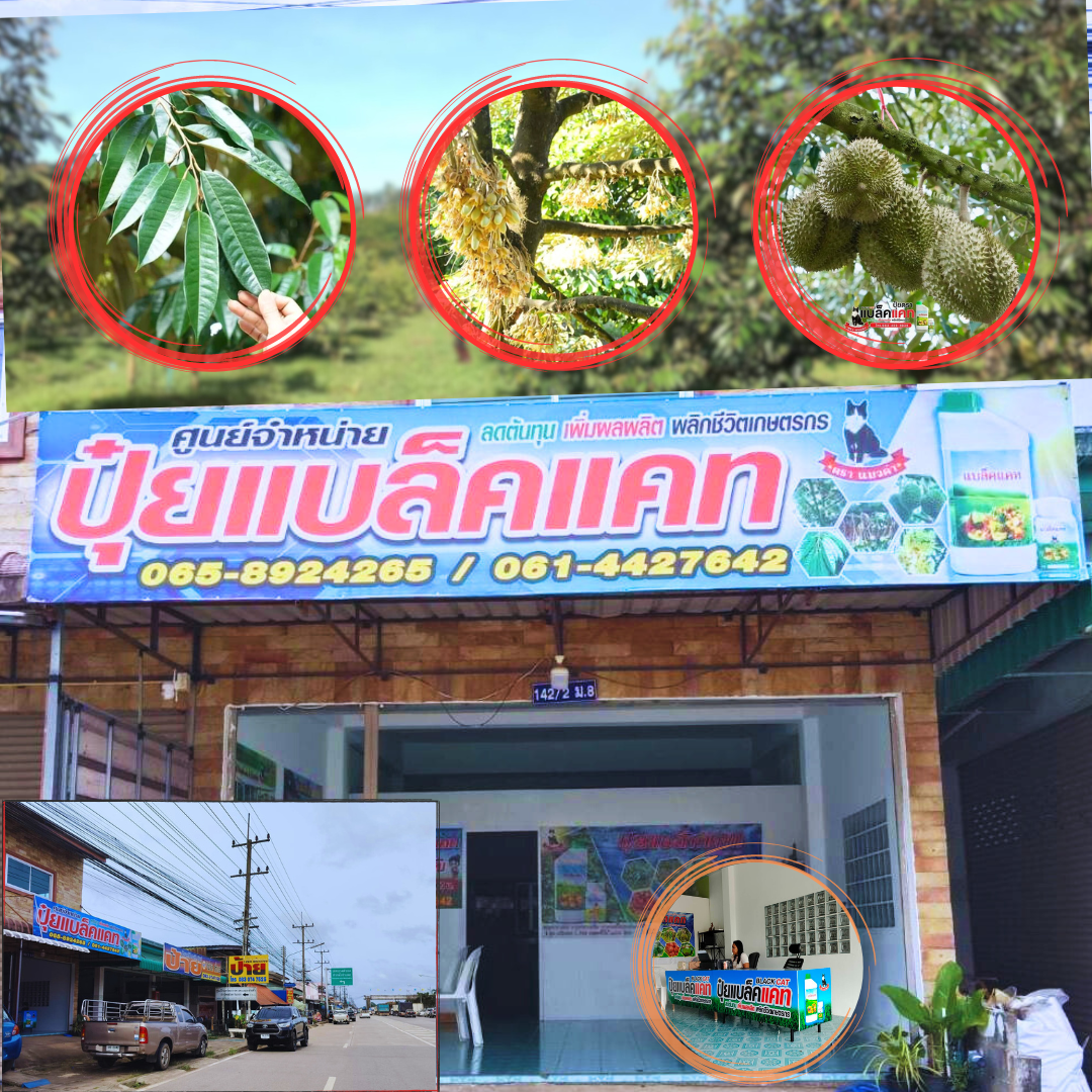 ปุ๋ยแบล็คแคท-ภาคตะวันออก ระยอง จันทบุรี ตราด Facebook ad