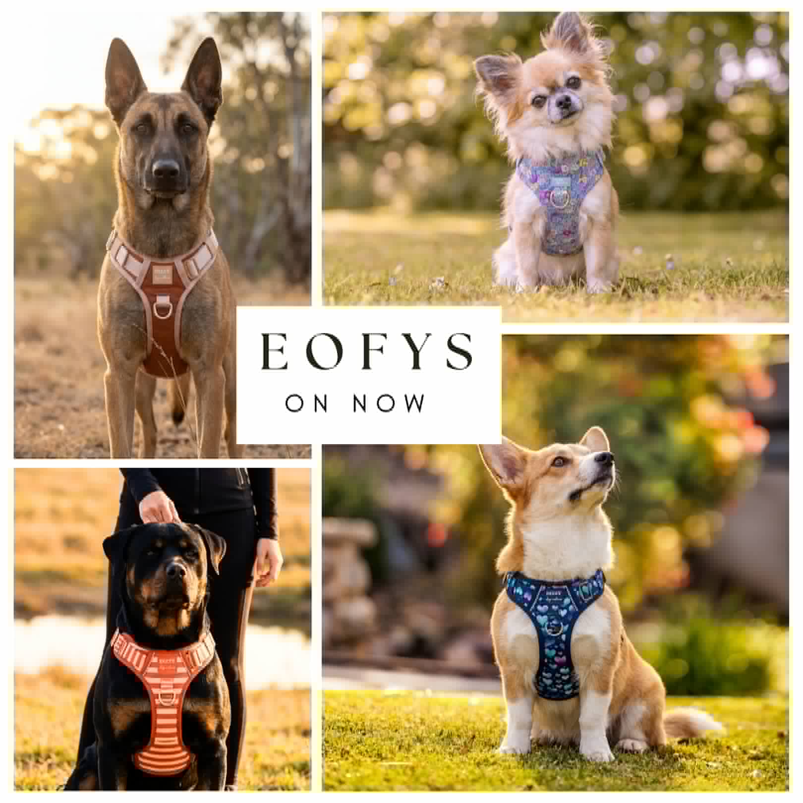 Dizzy Dog Collars Facebook ad