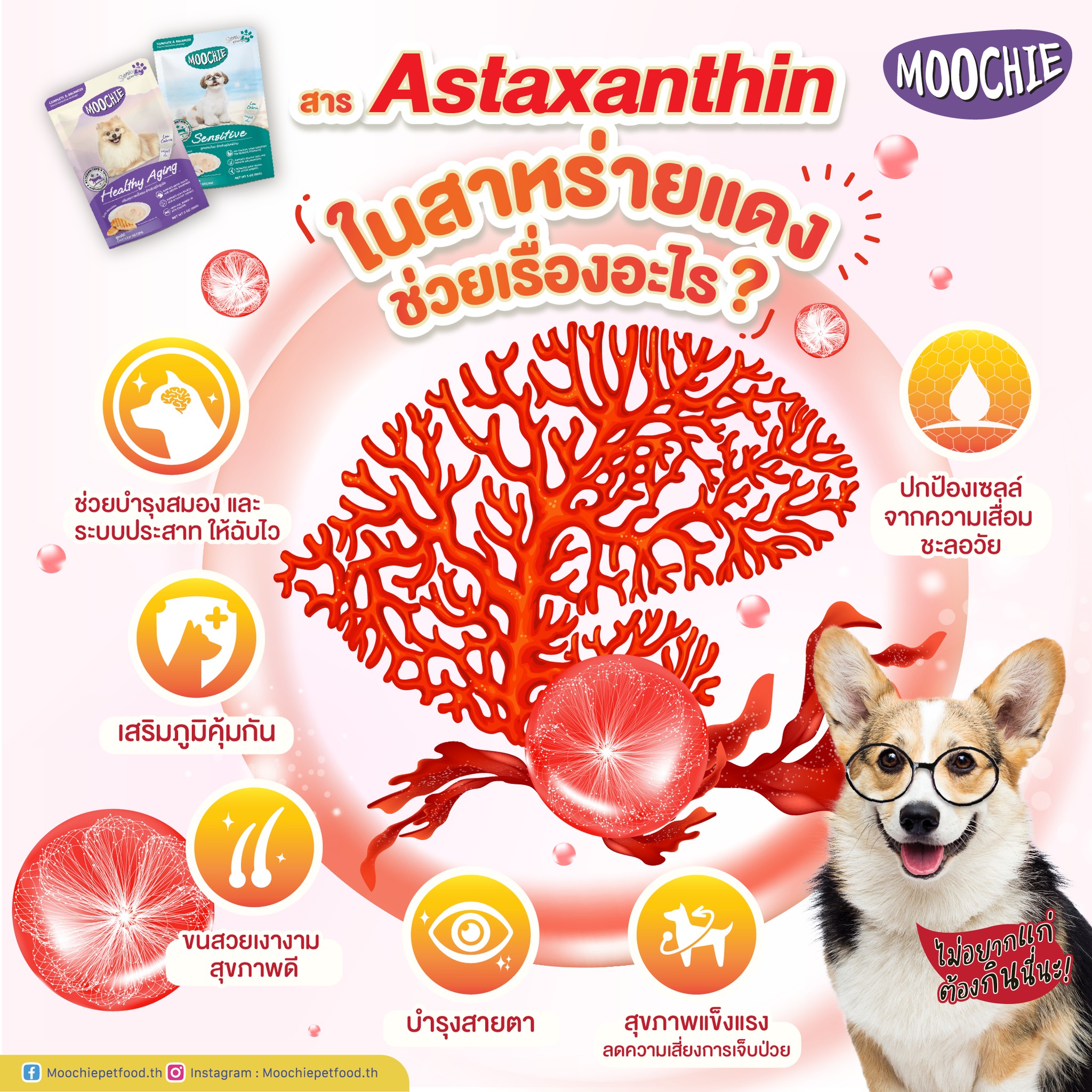 Moochie อาหารเปียกสุนัขและแมว Facebook ad: รู้ไหมว่ามูชี่เป็นอาหารเปียกเจ้าแรก ที่ใส่ Astaxanthin…