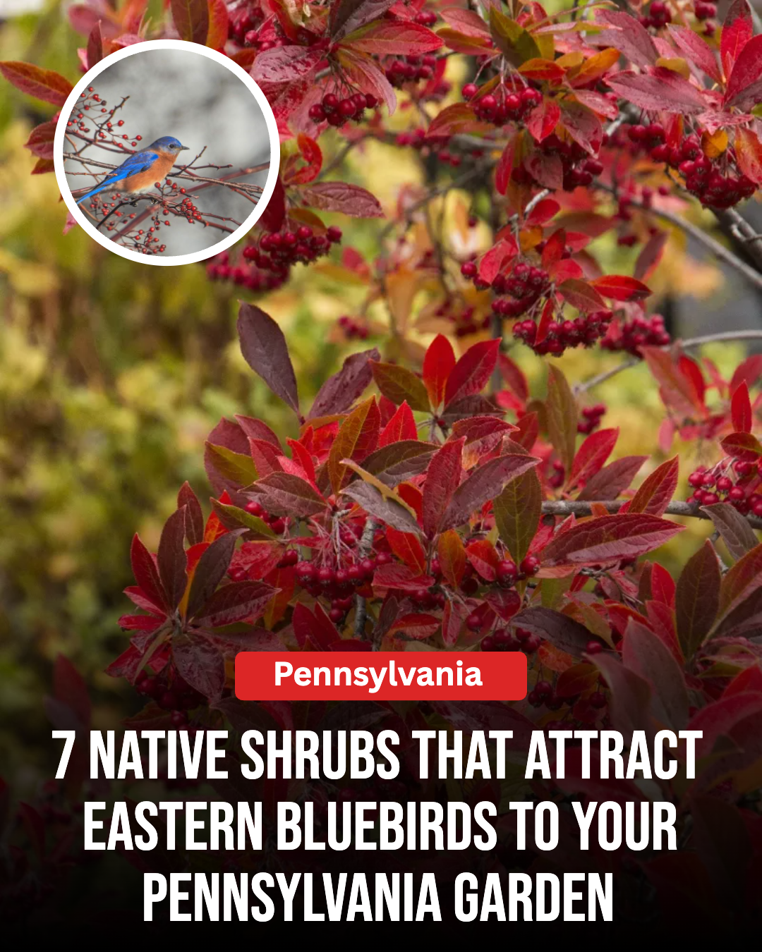Pennsylvania Gardener Facebook ad: 7 Native Shrubs That Attract Eastern Bluebirds To Your…